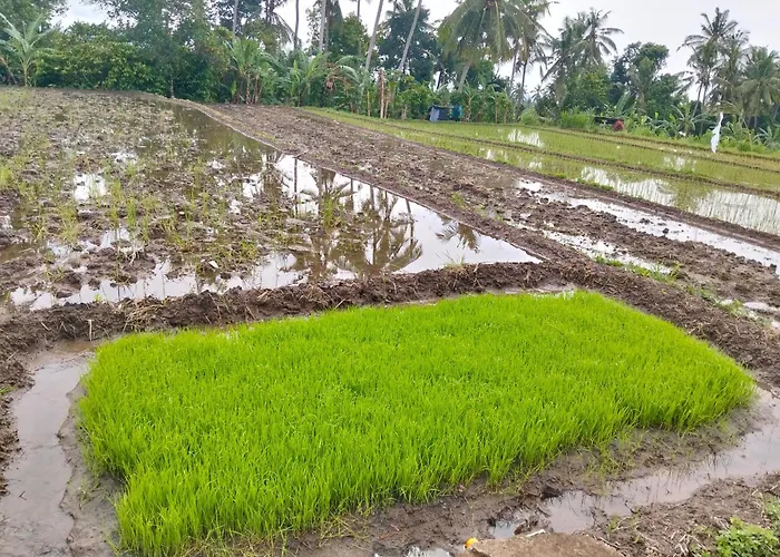 Bali Bakas House Ii Appartamento Banjarangkan